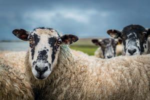 democracy in animal farm